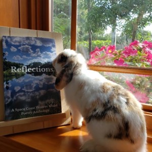 Bunny looking at a book cover